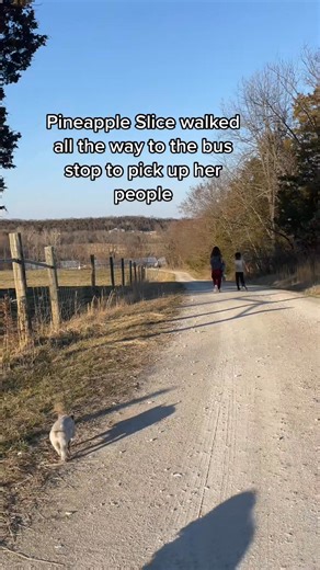 This little pig went to the bus stop and greeted her people. These days we can’t | Ben Cow | Facebook