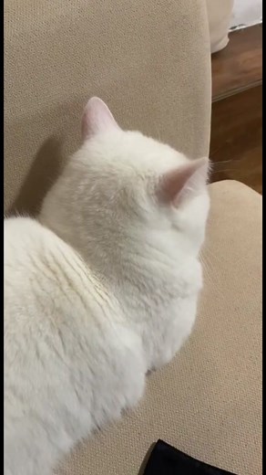 Sweet and Cute Soft Kitty Compilation