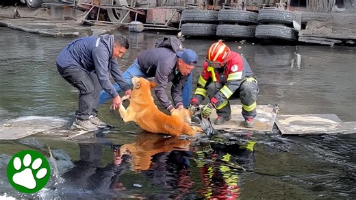 Dog stuck in tar after truck accident gets rescued by strangers