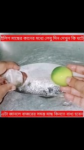 2.6M views · 12K reactions | বাজারের কেনা ইলিশ খাওয়ার আগে অবশ্যই ইলিশের কানের মধ্যে লেবু দিন তার পরে দেখুন কি ঘটে জানলে আপনি অবাক হবেন। বড় বড় মাছ বিক্রেতা চায়না আপনি এটা জানেন | Tithe's Vlog & Cooking | Facebook