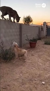 Leopard 🐆 vs Big 🐕 Dog… Then an Unexpected Target Appears 😱🐆 #wildlife #animals #ytshorts