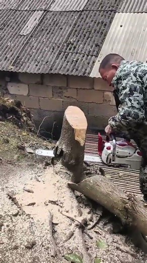 cutting large tree trunk using gasoline chainsaw to make small pieces of wood