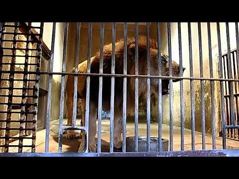 【東山動植物園公式】ライオンの鳴き声《 ライオン 》