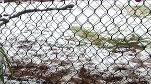 ADORABLE: Look at LSU's Mike the Tiger playing in the snow today! Download our weather app to track the winter weather >> https://buff.ly/2BXzSOv | KSLA News 12