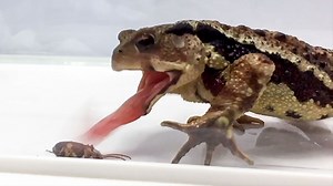 Watch a bombardier beetle escape from a toad's stomach