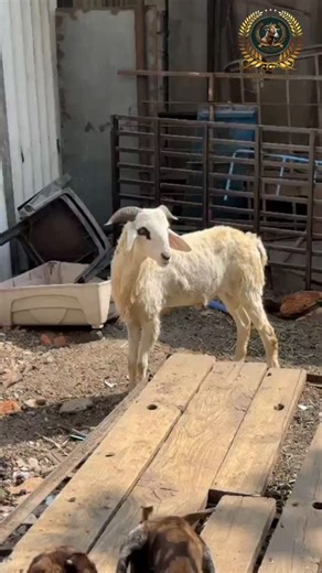 Muhammad Mudassir on Instagram: "Allhamdulllilah 🌷 top notch Quality ka Ameengud menda | Ameengud menda Ameengud sheep"