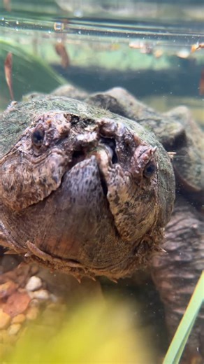 Gabby 🐾 on Instagram: "Sweet Gretchen the alligator snapping turtle! She came to us from Kim @swamp_girl after being rehabilitated following a car strike. We’re not exactly sure what happened to her face, but it was still healing when Kim got her, so it could have been an injury from the collision. She is such a personable turtle and she really makes us laugh! I think she will definitely be a favorite to see once we open up for tours in 2026 @bellowingacres"