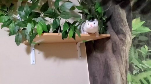 74K views · 7.6K reactions | Atlas the Mink loving the new additions to the cat room | Saveafox Corporation | Facebook