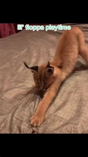 #fyp #foryou #foryoupage #viral #floppa_has_spoken #bigfloppa #caracal #funny #savethefloppas #floppa #ribartthefrog