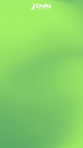 19K views · 221 reactions | Our favourite Scruffts moments  1. Handsome Frank and his crossed paws 2. Jack and his tippity tappity strut 3. Zara's love of carpets and rolling 4. Charlie trying to chomp the camera 5. Benji showing us his big boy howl 6. Pepper caught being an outright flirt Watch more on our YouTube channel: https://www.youtube.com/@crufts | Crufts | Facebook