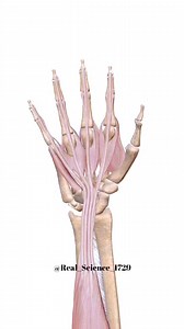 125K views · 1.6K reactions | What are Saddle Joints? A Saddle joint is a type of biaxial and movable joint that allows movements on two planes–flexion or extension and abduction or adduction.  This joint is mainly formed between the bones, whose articulating surfaces have both concave and convex regions.✅ Real Science - The Home Of Creativity #science #medical #animation #muscles | Real Science - The Home Of Creativity | Facebook