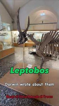 Like a Bos: Leptobos Bison Ancestor 🐂 #Leptobos #Villafranchian #Paleontology