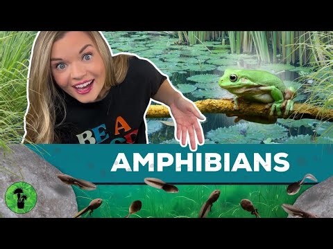 All About Amphibians | Life Cycle & Adaptations