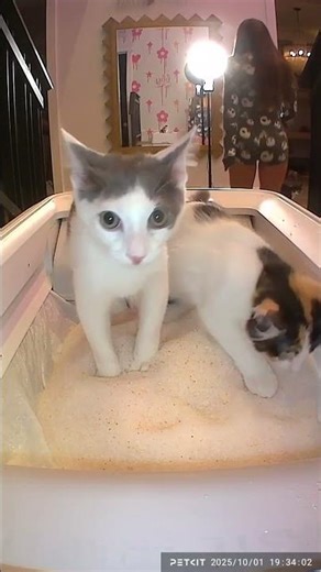 how cute is this #fyp @PETKIT #petkit #purobotcrystalduo #promo