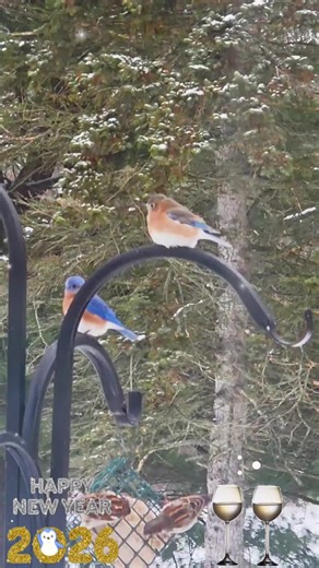 Staying up to ring in the New Year!🥂🍾 May all your days be blessed in 2026! I'll see you all next year!🎆2026🎇Stay safe if you are out and about!🙏🫶