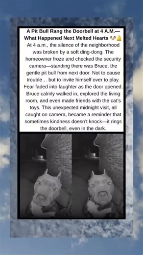 A Pit Bull Rang the Doorbell at 4 A.M.—What the Camera Caught Changed Everything