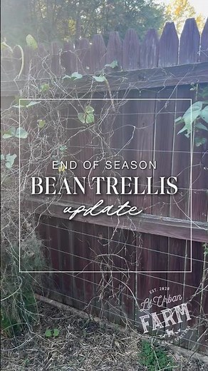 BEAN TRELLIS UPDATE: How my beans grew on the wire trellis system I built up the wooden fence posts…