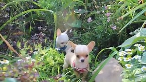 63K views · 1.3K reactions | Chihuahua puppies | BuzzSharer Chihuahuas | Facebook