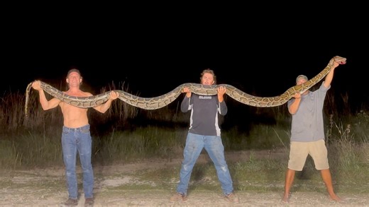 'We couldn’t believe it': Giant python wrangled, caught by 3 hunters in Everglades
