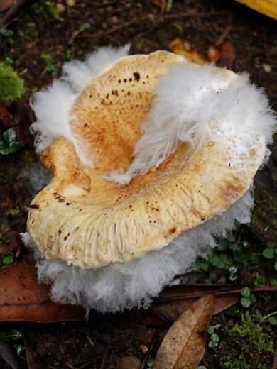 Fascinating Fungi of the Forest: A Closer Look at Nature's Hidden Wonders 🍄 Smoky Mountains