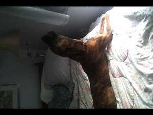 Plott hound howling
