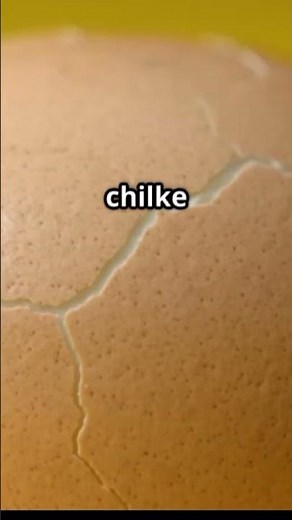 Egg Structure Explained: A Deep Dive into Its Dynamic Components!! @thesciencecircuit-b5h