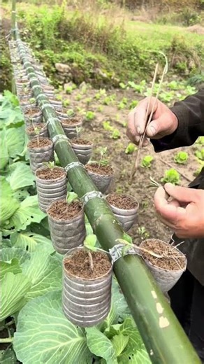 A Simple Recycling Idea That Turns Small Spaces Into Productive Gardens