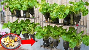 Turn Plastic Bottles Into A Hanging Garden To Grow Vegetables | DIY Balcony Garden