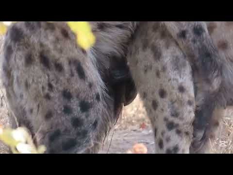 Watch the mating rituals in spotted hyenas in kruger