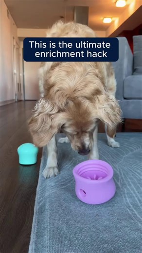 403 reactions · 37 shares | The WEST PAW Toppl is more than just a treat toy, it's a mentally stimulating puzzle that turns snack time into play time. Stuff it, freeze it, layer it... then let your dog figure it out. Perfect for keeping curious minds busy and paws out of trouble   Shop the Toppl: https://canineandco.co.za/collections/brands-west-paw-design #CanineAndCo #WestPaw #LoveAndKnowledge #CanineAndCo #PetShop #PetSupplies | Canine & Co Pet Store | Facebook