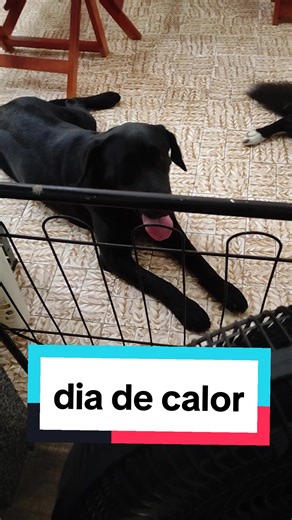 Comportamento instintivo é muito importante para a sobrevivência dos cães, as experiências passadas ajudam sempre na sua forma de viver #calor #riocaliente #rio40graus #sol