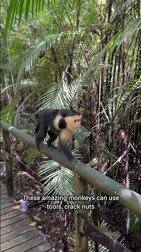 Amazing Capuchin Monkey Facts You Didn't Know! 🐒#CapuchinMonkey #MonkeyFacts #AnimalFacts