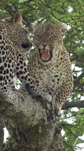 Serengeti, Tanzania