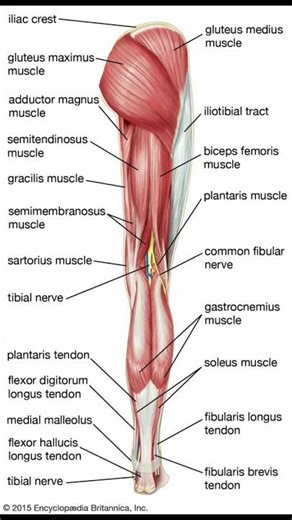 "Posterior Musculature and Neurovascular Anatomy of the Lower Limb"