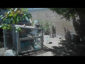 Lizard Greets Man Like a Dog 3