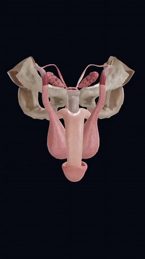 Understanding the Male Reproductive System