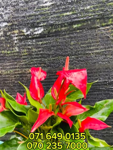 1.8K views · 25 reactions | අලුත් නිවහනකට ගිය එයාලා殺殺  අපව විශ්වාස...