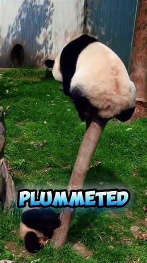 The SHOCKING Truth About Why Pandas Can't Stop Falling 😱