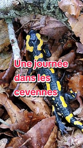 Cueillette de Cèpes en Lozère : Une Journée Nature
