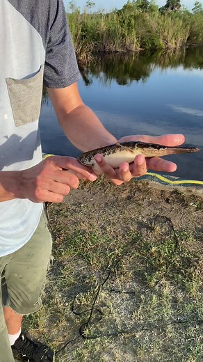Exploring Native Fish in the Everglades
