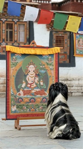 Kitty studying White Tara #dogs #TibetanDogs #LhasaApso #Buddhism