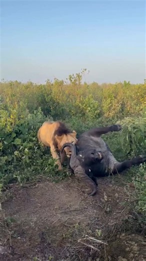 Tanzania Wander | Safari and Travel on Instagram: "The Astonishing Strength of a Male Lion Pulling a Dead Buffalo A video showing a male lion pulling the massive body of a dead African buffalo is a powerful demonstration of raw strength, survival skills, and evolutionary adaptation. Lions (Panthera leo) are apex predators, built to overpower some of the heaviest animals on the African savanna. This scene highlights not just muscle, but intelligence and biological design. An adult male African bu