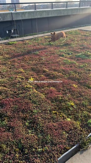 My crazy girl 💨 #toypoodle #toypoodlepuppy #puppydog #zoomies #puppylife