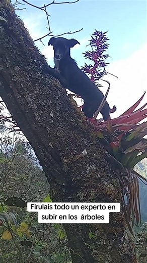 Expert Tree Climbing Tips by Firulais