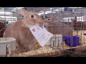 Indy ARBA Convention - Day 2, Show Day