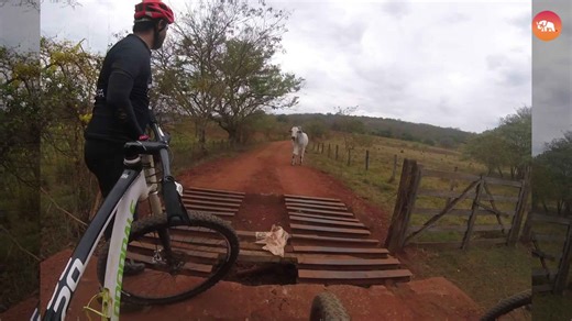 Bikers vs. Bull: Watch This Insane Collision in Action! 🚴🔥🐂