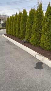 SEAL RESCUE! A seal was found roaming the streets of Long Island. And now it has some wondering if Climate Change is to blame. Jennifer McLogan has the full story on CBS2 News starting at 5. #longisland #sealrescue #seal | CBS New York