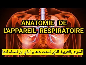 Comprendre facilement l’anatomie et la physiologie de l'appareil respiratoire 🫁