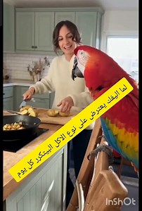 لما أليفك يعترض على نوع الاكل البيتكرر كل يوم 😂😂 #ضحك #هتضحك #كوميديات #cat #funny