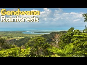 Exploring the Gondwana Rainforests of Australia: A Deep Dive